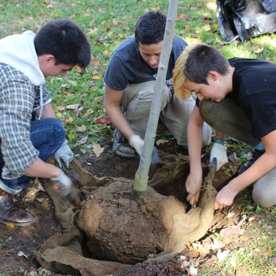 Volunteers Readying Tree