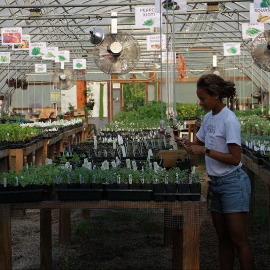 Volunteer working in greenhouse