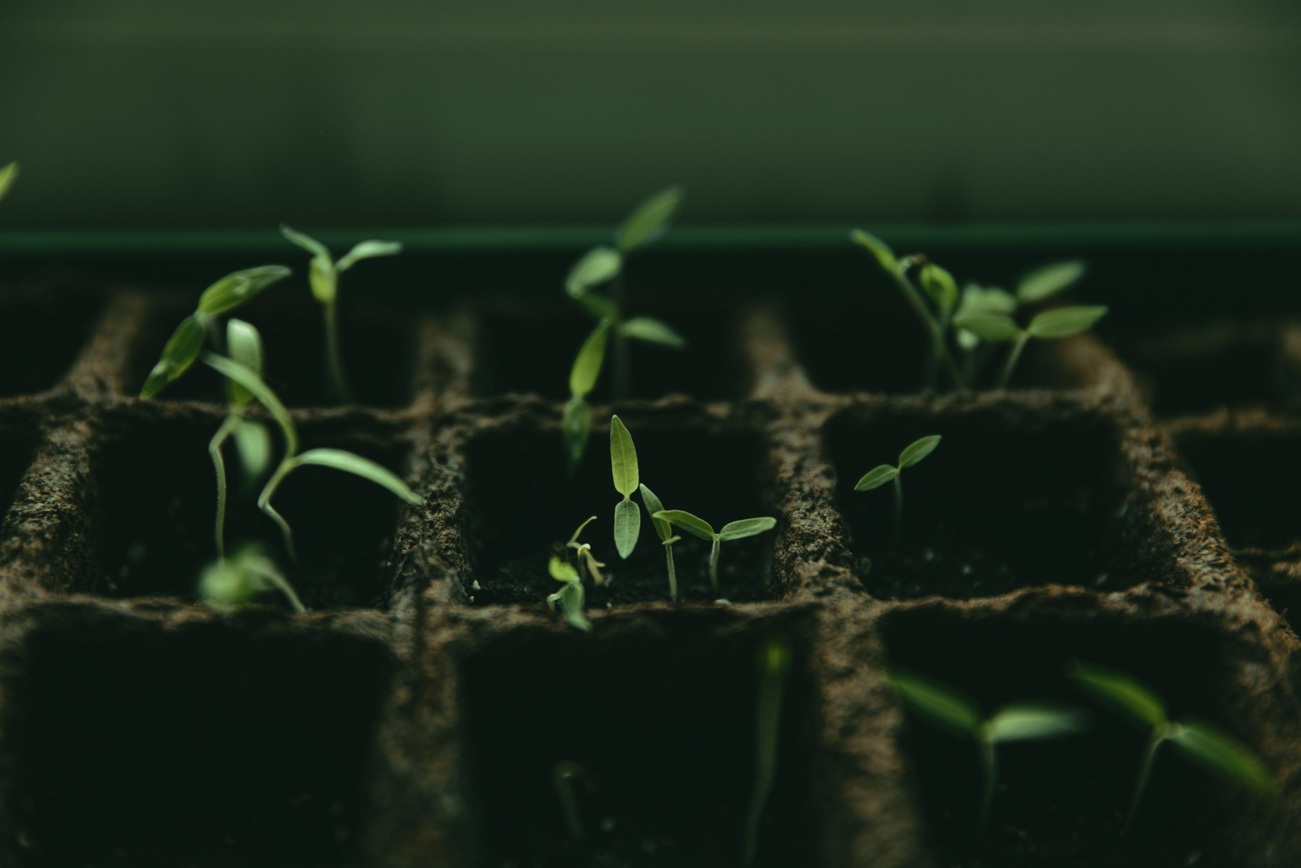 Macro growth in plants